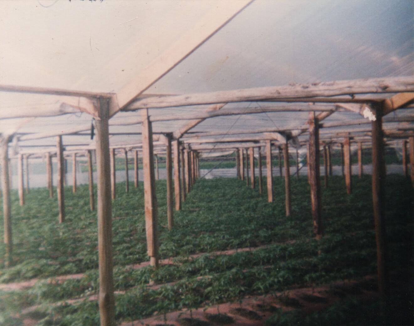 Fotografía de una plantación de tomates en naves