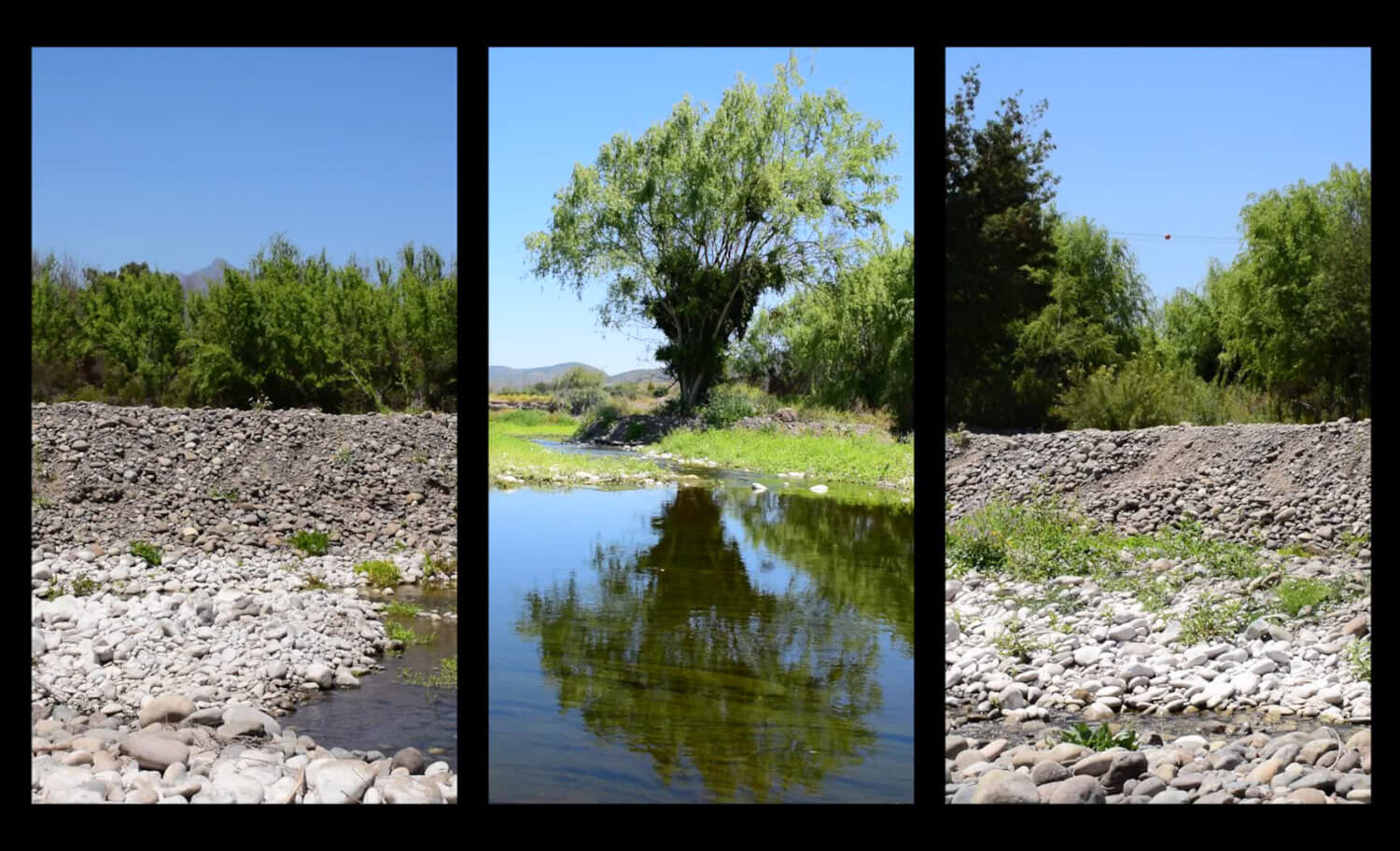 Tres fotografías de árboles frente a un río, con agua, rocas y un cielo azul de fondo